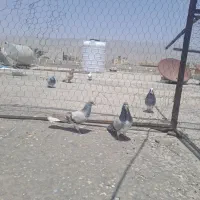 جفت نر و ماده بدرنگ