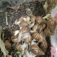 حلزون مناسب صورت