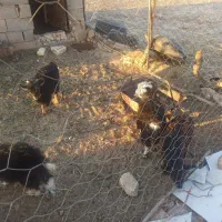 8عدد بزغاله نر وماده|حیوانات مزرعه|خوسف, |دیوار