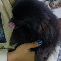 پامر روباهی ریز اصیل