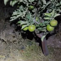 7000مترباغ معاوضه باملک درتبریز|فروش دفتر صنعتی، کشاورزی، تجاری|صوفیان, |دیوار