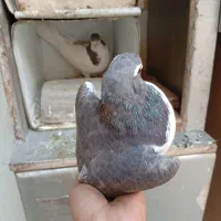 کفتر باز شهری .دم سرخ|پرنده|شیراز, نیستان|دیوار