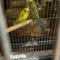 مرغ عشق