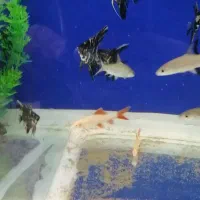 آکواریوم اقیانوس آرام در گلدیس|ماهی|شاهین‌شهر, شهرک گلدیس|دیوار