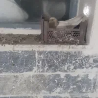 کبوتر|پرنده|نجفآباد, جلال آباد|دیوار