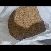 گندم و جو