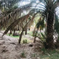 چند قطعه باغی