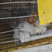 جوجه ابریشمی|حیوانات مزرعه|مشهد, ویلاشهر|دیوار