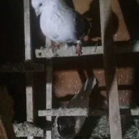 کبوتردوبال قرمز نر