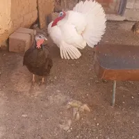 یک جفت بوقلمون نر و ماده با یک مرغ و ۲ اردک