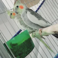 عروس هلندی مولد معاوضه با قناری