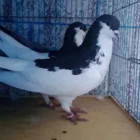 کفتر چپی|پرنده|زرند, |دیوار
