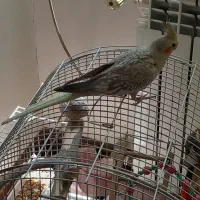 عروس هلندی ماده