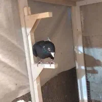 قره سیاه سوسنی|پرنده|شیراز, سعدیه شمالی|دیوار