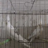 عروس البینو دوکت  با جوجه|پرنده|تبریز, |دیوار