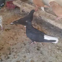 اشعل پشته کوهی