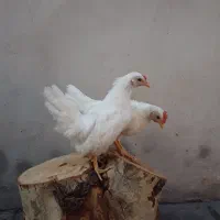 جوجه جاپنیز سفید پاک در انزلی