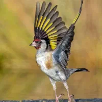 سهره کرمونی  مست