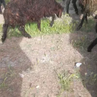 فروش دوعدد بره نر قزل  درج یک
