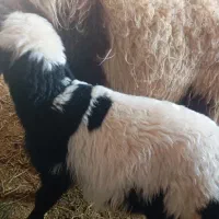 پز یا کاور وعده ای