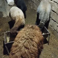 کاورنیرپای پروارنژادخوب