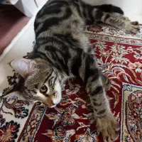 واگذاری بچه گربه بازیگوش|گربه|دماوند, دماوند|دیوار