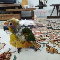 طوطی خورشیدی ۲۳ روزه