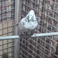 کفتر کله دم سبز|پرنده|تهران, مشیریه|دیوار