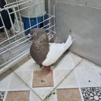 کبوتر سینه قهوی|پرنده|اهواز, شهرک رزمندگان|دیوار