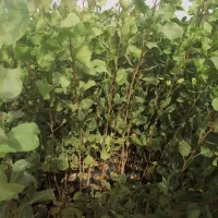 فروش نهال پسته پایه بادامی زرند|خدمات باغبانی و درختکاری|اصفهان, احمدآباد|دیوار