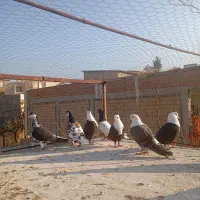 9 عدد کربلایی و خال افشون|پرنده|بجنورد, |دیوار