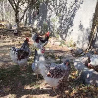 مرغ و خروس نژاد دار و زینتی|حیوانات مزرعه|مشهد, امیریه|دیوار