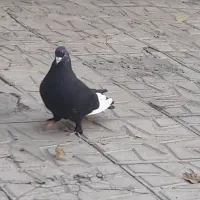 کبوتر