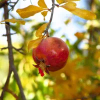 دوربین عکاسی و فیلمبرداری canon زوم بالا|دوربین عکاسی و فیلم‌برداری|شیراز, آزادی|دیوار