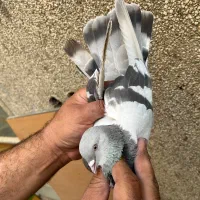 ۷تا کفتر درجه یک برای بلندی|پرنده|تهران, باغ خزانه|دیوار