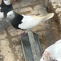 طوقی سیاه ماده