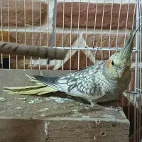 ی جفت عروس هلندی نر و ماده|پرنده|صباشهر, |دیوار