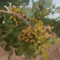 هرس انگور داربستی .پسته .باغ و باغچه|خدمات باغبانی و درختکاری|سبزوار, پاسداران|دیوار