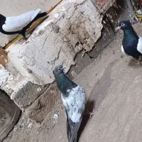 کفتر سینه سیاه