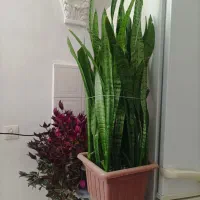 گل طبیعی آپارتمانی