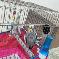 جفت عروس هلندی
