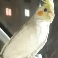 لوتینوی ماده ۳، ۴ ماهه دستی خانگی