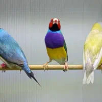 فنچ زبرا و گلدین
