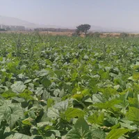 سرکارگر امور کشاورزی انبار سرد خانه آقای سنجابی|خدمات باغبانی و درختکاری|کرمانشاه, |دیوار