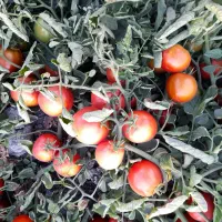 رب گوجه فرنگی درجه یک|خوردنی و آشامیدنی|نوشین شهر, |دیوار