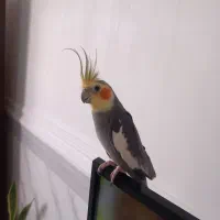 عروس هلندی نر