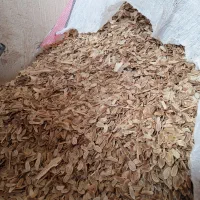 بذر باریجه