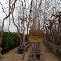 خدمات باغبانی گلکاری درختکاری چمنکاری نهال محوطه|خدمات باغبانی و درختکاری|همدان, |دیوار