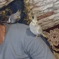 فروش یک جفت عروس هلندی|پرنده|درگزین, |دیوار