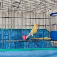 قناری نر موزاییکی مست